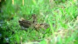 Latham's Snipe molting juvenile \u0026 Swinhoe's Snipe molting juvenile 120827 Japan.