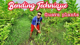 Bending Technique | Guava Orchard | Horticulture | Hariko Orchards | Pruning | UHDP | HDP | 2022