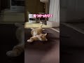 飼い主に一人遊びを見られて隠れてしまうココ 保護動画 保護猫 猫 cat ねこ 茶とら猫 猫のいる暮らし shorts