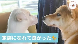 保護犬すずちゃんが、新しい家族の先住犬ハルちゃんとしあわせに暮らすお話🐕🥰【PECO TV】