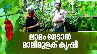 കുറഞ്ഞ ചിലവിൽ കൂടുതൽ ലാഭം കൊയ്യാനാവുന്ന മാലിമുളക് കൃഷിയുടെ വിശേഷങ്ങൾ അറിയാം.