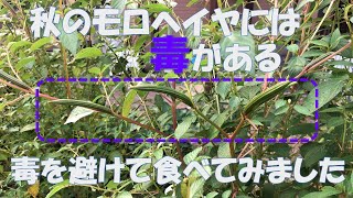 秋のモロヘイヤに毒がある。毒を避けて食べてみました