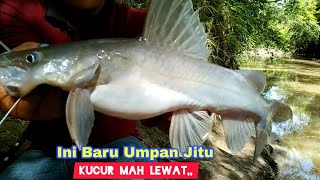 mancing ikan baung pakai umpan jitu,kucur mah lewat auto panen baung ada yang babon bro,ini buktinya