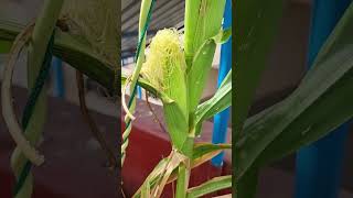 RUBY RED CORN சிவப்பு மக்காச்சோளம்