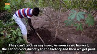 Cassava Farmers Testimonials