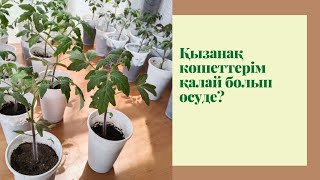 Қызанақтарым әрі қарай қалай өсуде, келесі кезекте қандай жұмыстар жасалуы керек?