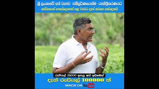 යාන්ත්‍රික දළු නෙලිමේ ආදර්ශ වගාව  (මද්දේගෙදර වතුයාය - දේවක ඩයස් මහතා)