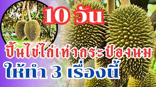 ปั้นไข่ไก่เท่ากระป๋องนมในเวลา 10 วัน ให้ทำ 3 ข้อนี้ #แทนคุณแผ่นดินไทย #บำรุงลูกทุเรียน