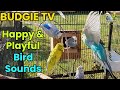 Budgie TV - Happy, Active, Playful Budgie Sounds, Help your bird sing