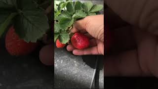 Amazing Strawberry Picking Farm | Pravasa