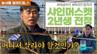 샤인머스켓 2년생 전정 방법 아상처리 메리트청처리