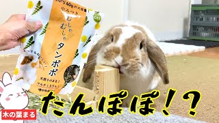 うさぎのおやつが進化し過ぎてたんぽぽまで売り出したよ【ロップイヤー】