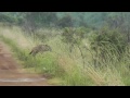 Lion's stalk baby wildebeest