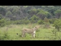 Lion's stalk baby wildebeest