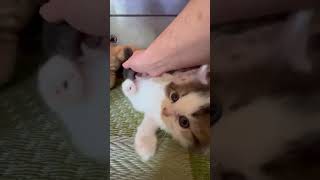 ミヌエット もふもふ感強めのかわいい男の子😽（毛色：レッドタビーアンドホワイト）