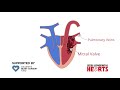 The working heart - an animation