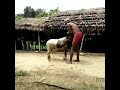 amazing man with his goat meeting video us animal