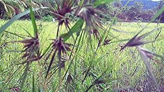 Heteropogon contortus /E thana/e-thana/ ඊ-තණ