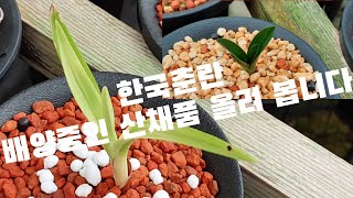 #한국춘란#산채 배양중인 개체들 입니다#난초랑