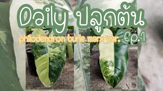 Daily ปลูกต้น Philodendron burle marx var. Ep.1 เปลี่ยนวัสดุปลูก ตัดแต่งใบเขียวออก และตัดขยายพันธุ์