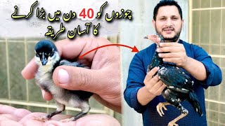 Chicks diet plan one day to 40 days | how to increase chicks grow faster | chicks fast growing tips