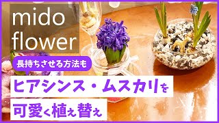 【球根植物を楽しむ！】ヒヤシンスやムスカリの球根植物の植え替える時のポイントや可愛くする方法などを説明します【ヒヤシンス】【ムスカリ】【みどフラワー】