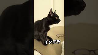 子猫の控えめなイタズラ　#黒猫の日常 #猫 #猫のいる暮らし #子猫