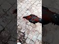 Amazing Rooster Crowing Compilation Plus 2024 Rooster sound effect video | So cute JAH