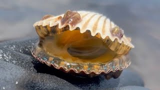 Scalloping at Port St. Joe, FL