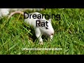 Dreaming Rat - Dream Interpretations