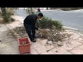 the sidewalk of a factory was overgrown with weeds. i volunteered to clean the sidewalk.