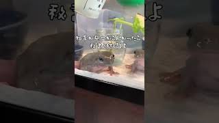 結婚したいとぼやくカエルが可愛い【イエアメガエル】White's_tree_frog