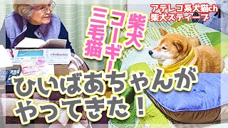 【犬猫アテレコ】ばあちゃんと柴犬とコーギーと猫