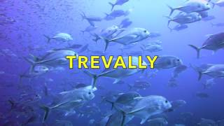 ฝูงปลามง Trevally