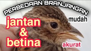 CARA MEMBEDAKAN BRANJANGAN JANTAN DAN BETINA AKURAT