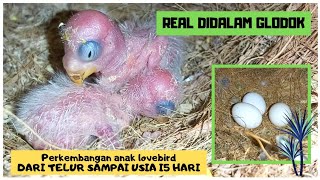 PERKEMBANGAN ANAKAN LOVEBIRD DARI TELUR SAMPAI MENETAS USIA 15 HARI DIDALAM GLODOK