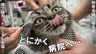 子猫みたいにかわいい捨て猫だったふしぎな老猫ボルトくん、病院に行く【野良猫支援】