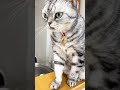 久しぶりの悪い顔 猫 アメリカンショーヘア shorts