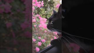 Cats love flowers from the car window.