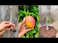 Mango stone grafting on Hard scion | mango grafting techniques