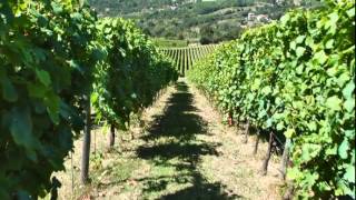 JAMESSUCKLING.COM - Campania - Southern Italy's Historic Winemaking Region - Trailer