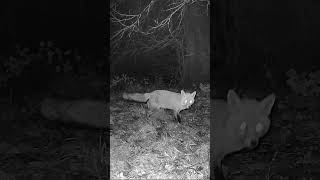 Fox notices the two wildlife cameras #foxwatching #wildlife #wildfox