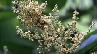 蜜蜂採花粉🐝🌻🐝🌻🐝🌻🐝🌻🐝 Bees collecting pollen