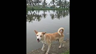 ഏത് പട്ടിക്കും ഒരു ദിവസമുണ്ട്. #COCHIN WIBES #dog #doglover #youtubeshorts #shorts #shortsfeed