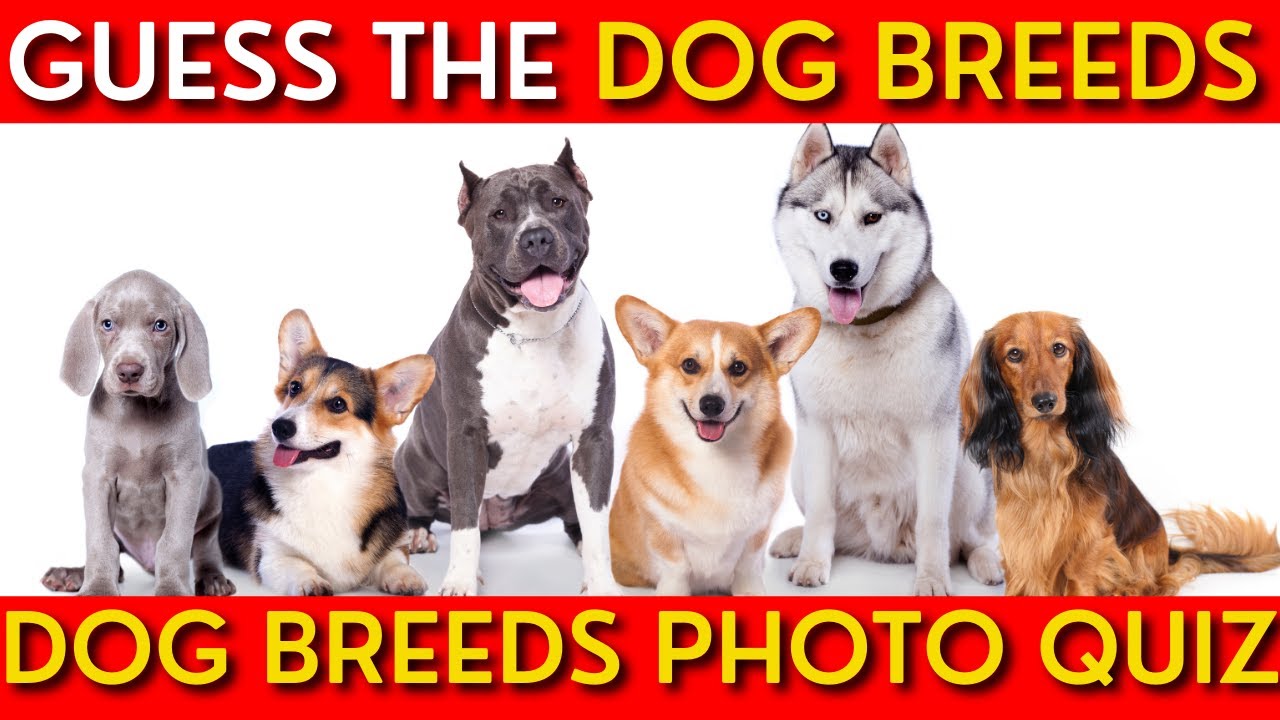 Can You Guess The Dog Breed Quiz - Dog Breeds Picture Challenge - YouTube