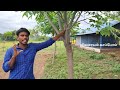 பண்ணைக்கு உயிர் வேலி மூலம் fencing அமைக்கும் முறை nithin fencing farm fencing