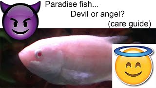 Paradise fish : peacefull or agressive? care guide