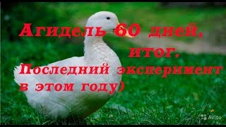 Утка Агидель итог на 60 дней.Взяли последнюю породу для пробы в этом году))