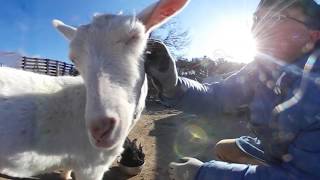 [360Today] 평소에 볼 수 없었던 동물들의 하루 일상 영상 모음~! ( An Ordinary Day of Unique Animals~! )