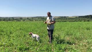 Как лучше всего заинтересовать собаку птицей